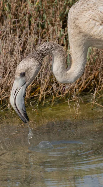 Young Flamingo Its Natural Environment — Stock Photo, Image