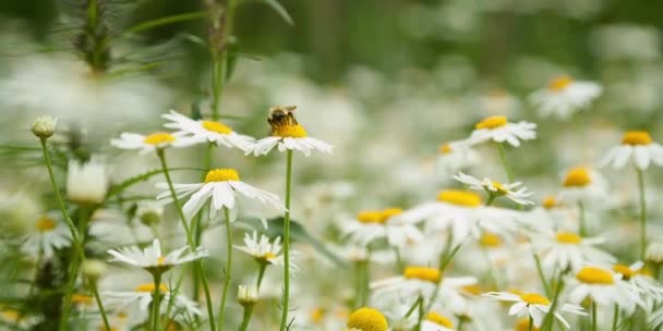 Bee op kamille — Stockvideo