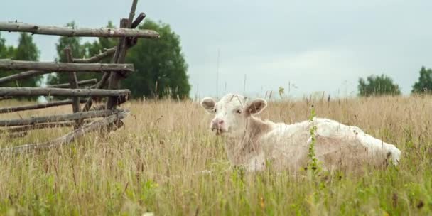 Le veau est couché sur l'herbe — Video