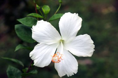 Beyaz Hibiscus rosa-sinensis, halk arasında Çin amblemi olarak bilinir, Çin gülü, bulanık arkaplan