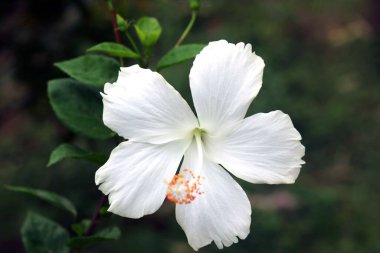 White Hibiscus rosa-sinensis, known colloquially as Chinese hibiscus, China rose, with blur background clipart