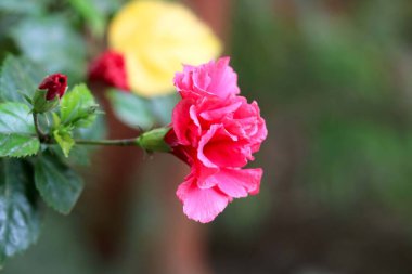 Pembe Hibiscus rosa-sinensis. Halk arasında Çin amblemi olarak bilinir. Çin gülü.
