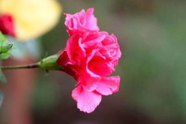 Pembe Hibiscus rosa-sinensis. Halk arasında Çin amblemi olarak bilinir. Çin gülü.