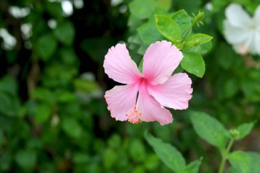 Açık pembe Hibiscus rosa-sinensis, halk arasında Çin amblemi olarak bilinir, Çin gülü, bulanık arkaplan