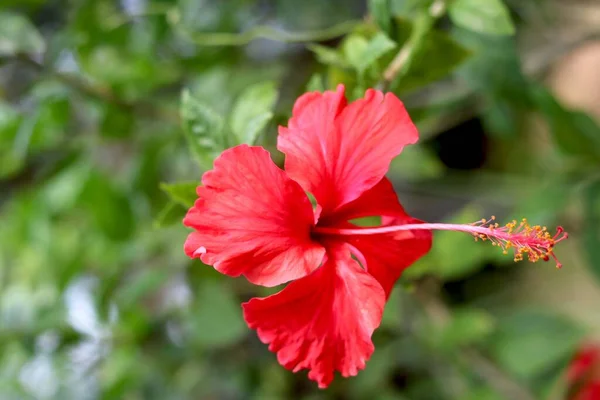 Red Hibiscus Rosa Sinensis Znany Potocznie Jako Chiński Hibiskus Chiny — Zdjęcie stockowe