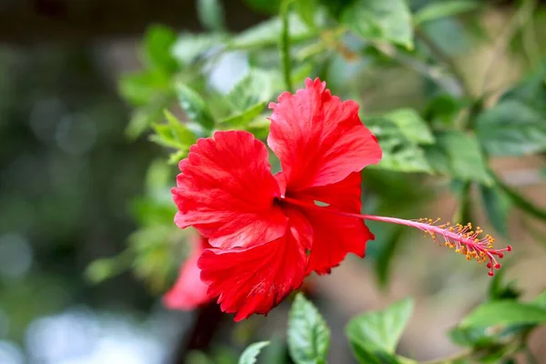 Hibiscus Rosa Sinensis Rojo Conocido Coloquialmente Como Hibisco Chino China — Foto de Stock
