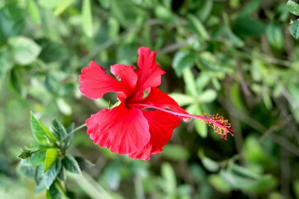 Красный Гибискус Rosa Sinensis Известный Разговорной Речи Китайский Гибискус Китай — стоковое фото