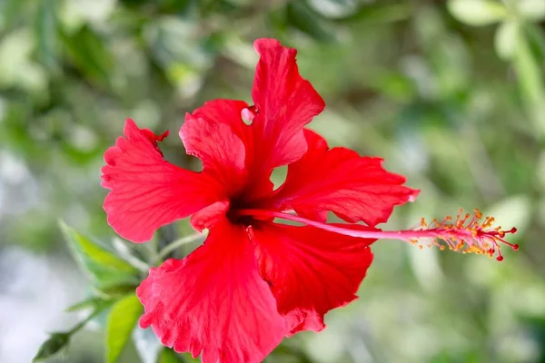 Hibiscus Rosa Sinensis Rojo Conocido Coloquialmente Como Hibisco Chino China — Foto de Stock