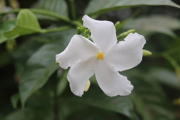 Hibiscus Rosa Sinensis Blanco Conocido Coloquialmente Como Hibisco Chino China — Foto de Stock