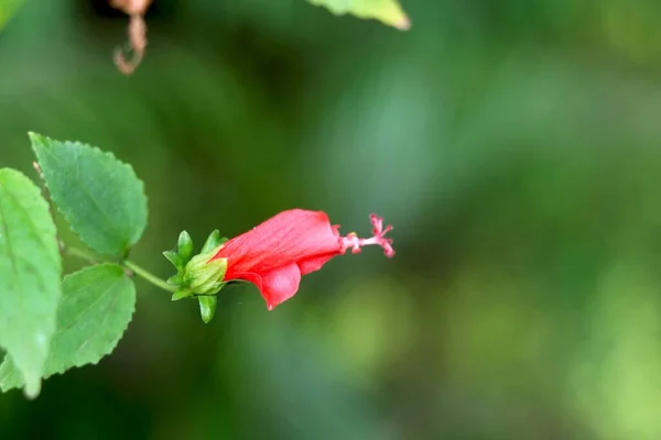 Red Hibiscus Bud Rosa Sinensis Znany Potocznie Jako Chiński Hibiskus — Zdjęcie stockowe