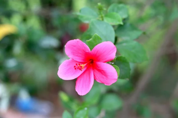 Rosa Hibiscus Rosa Sinensis Conocido Coloquialmente Como Hibisco Chino China — Foto de Stock