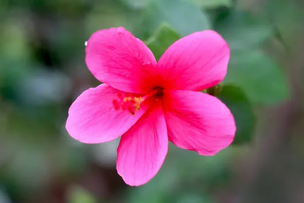Roze Hibiscus Rosa Sinensis Algemeen Bekend Als Chinese Hibiscus China — Stockfoto