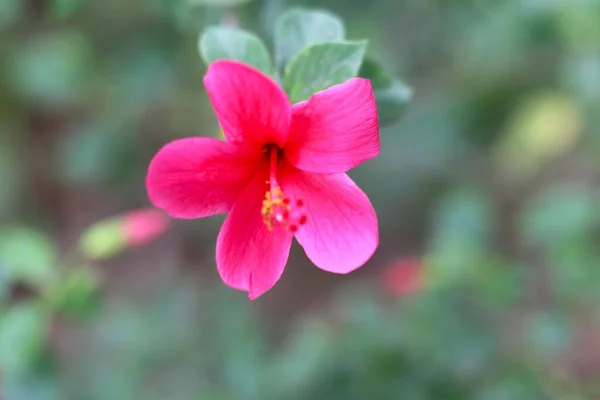 Różowy Hibiscus Rosa Sinensis Znany Potocznie Jako Chiński Hibiskus Chiny — Zdjęcie stockowe