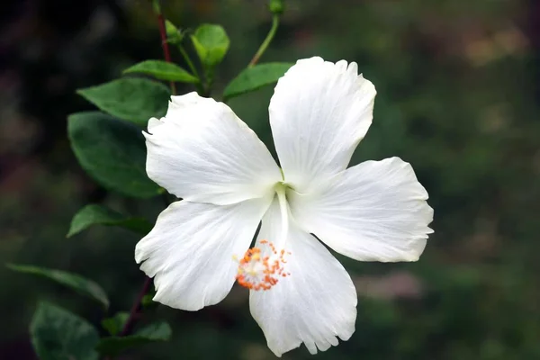 Branco Hibiscus Rosa Sinensis Conhecido Coloquialmente Como Hibisco Chinês China Fotografia De Stock