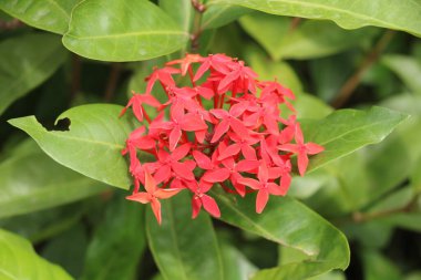 Ixora coccinea (bulanık arkaplanlı orman sardunyası olarak da bilinir.