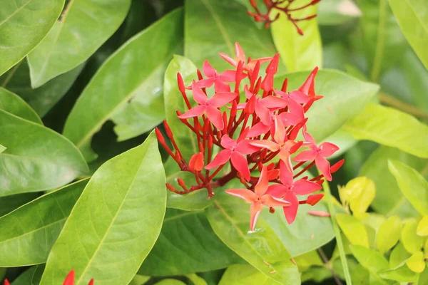 Ixora Coccinea También Conocida Como Geranio Selva Con Fondo Borroso — Foto de Stock