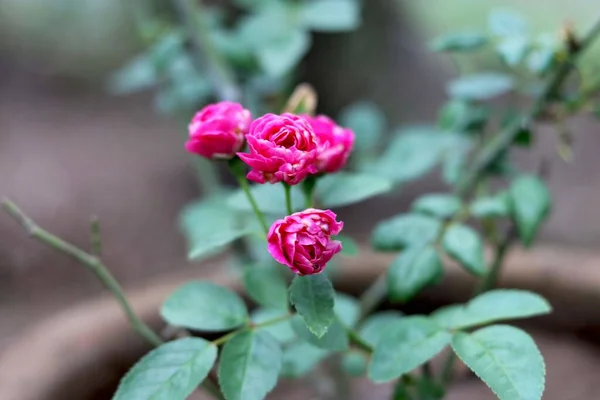 背景模糊的小玫瑰的肖像视图 — 图库照片