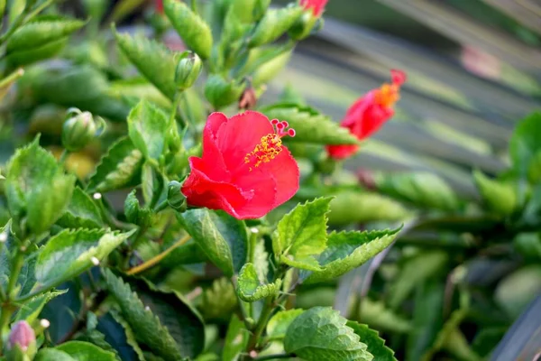 Kırmızı Hibiscus rosa-sinensis, halk arasında Çin amblemi olarak bilinir, Çin gülü, bulanık arkaplan