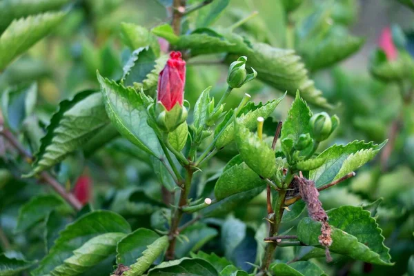 Red Hibiscus Rosa Sinensis Dikenal Sehari Hari Sebagai Hibiscus Cina — Stok Foto