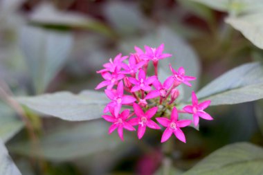 Yıldız kümesi ve yıldız çiçeği olarak bilinen pembe Pentas, beş yapraklı çiçek kümelerinin şeklinden dolayı isimlendirilmiştir.