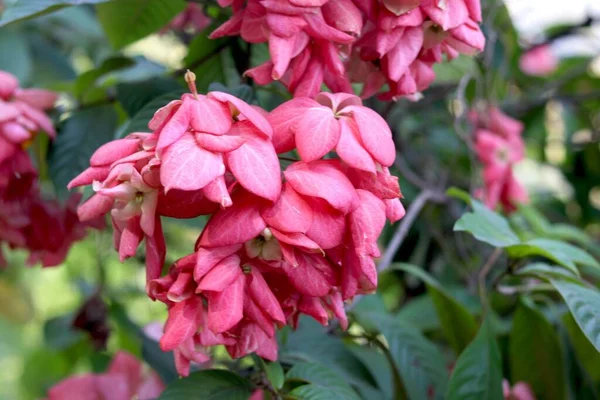 Imagen Pink Mussaenda Philippica Flower — Foto de Stock