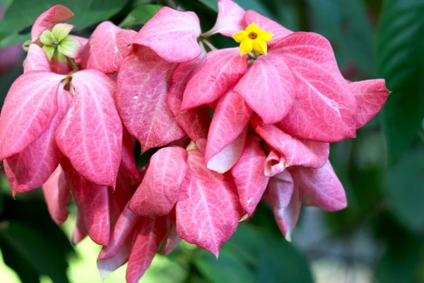 Imagen Pink Mussaenda Philippica Flower — Foto de Stock