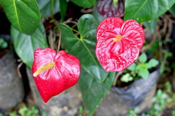 Anthurium Rosa Giardino Con Sfondo Sfocato — Foto Stock