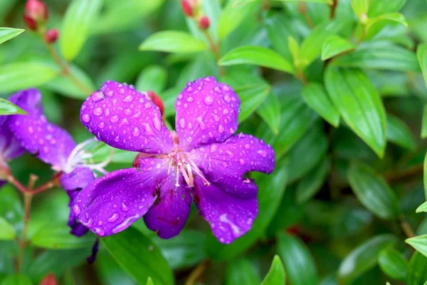 Widok Tibouchina Kwiat Kroplą Wody Nim — Zdjęcie stockowe