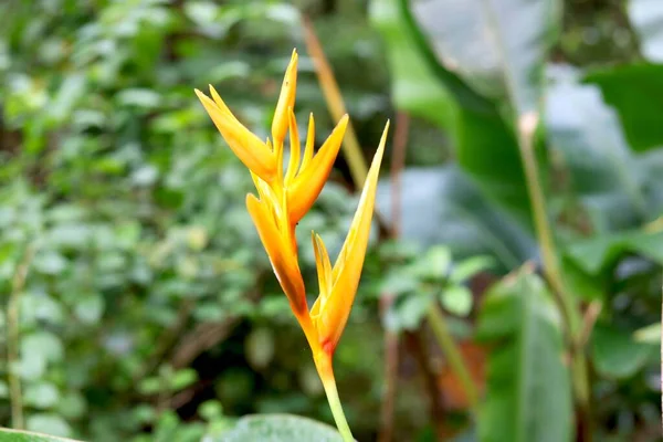 Helicona Psittacorum Flor Com Fundo Borrão — Fotografia de Stock