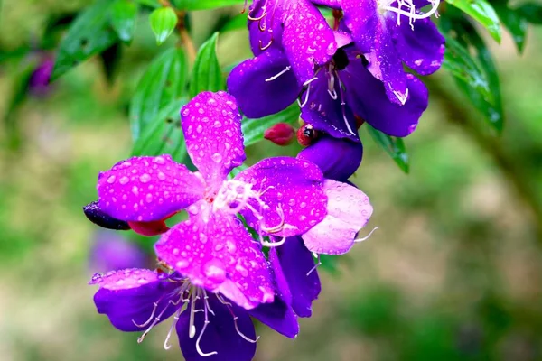 Üzerinde su damlası olan tibouchina çiçeği manzarası