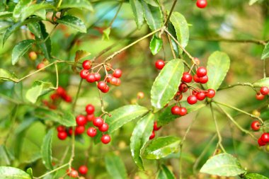 Portre Resim Bitkisi kiraz gibi bulanık arkaplan
