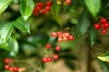 Portre Resim Bitkisi kiraz gibi bulanık arkaplan