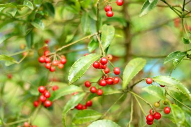 Portre Resim Bitkisi kiraz gibi bulanık arkaplan
