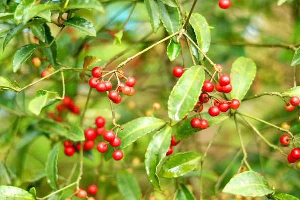 Portre Resim Bitkisi kiraz gibi bulanık arkaplan