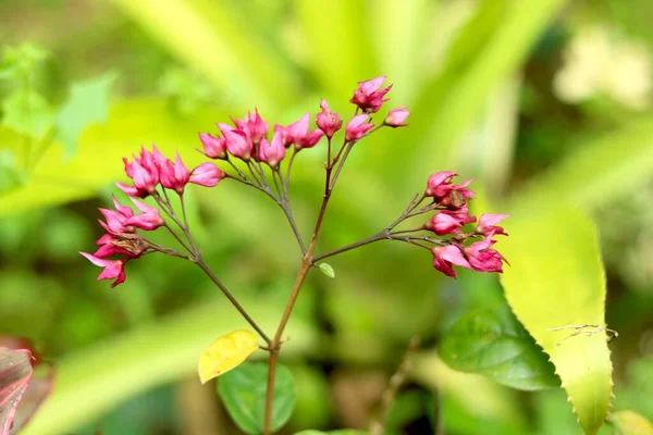 Πορτρέτο Άποψη Ροζ Λουλούδι Frangipani — Φωτογραφία Αρχείου