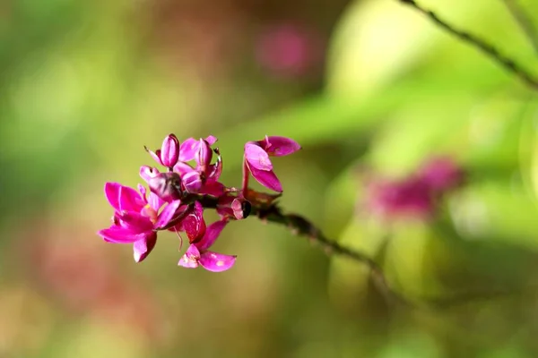 Portret Widok Purpurowy Kwiat Frangipani — Zdjęcie stockowe
