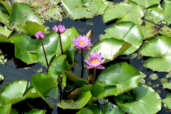 Gambar Bunga Bakung Air Danau — Stok Foto