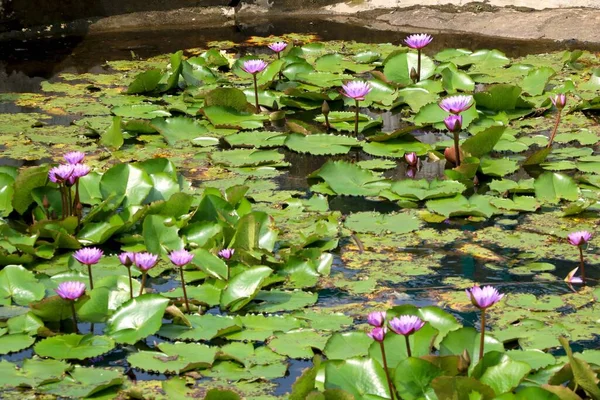 Image Water Lily Lake — Stock Photo, Image