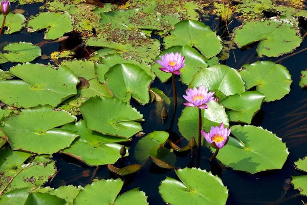 Gambar Bunga Bakung Air Danau — Stok Foto