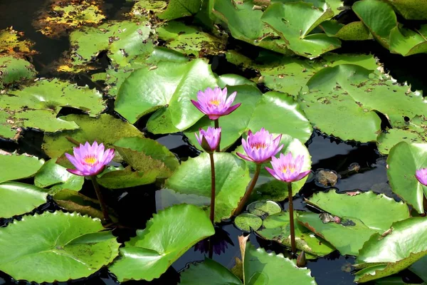 Image Water Lily Lake — Stock Photo, Image