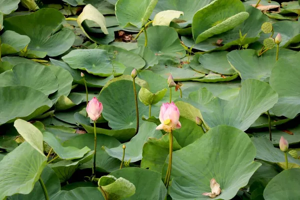 Image Lake Lotus — Stock Photo, Image