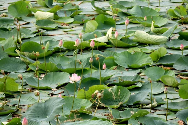 Image Lake Lotus — Stock Photo, Image