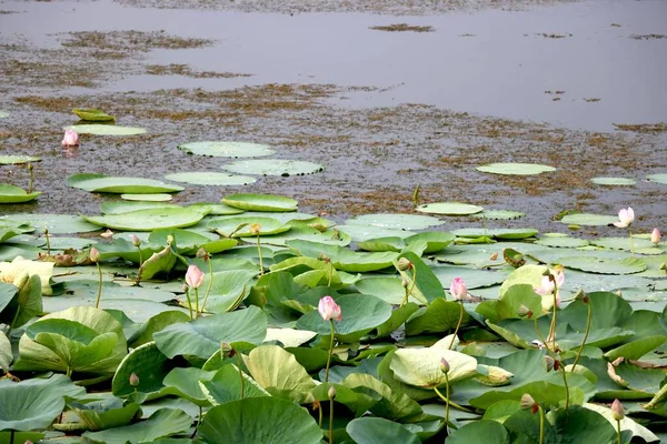 Image Lake Lotus — Stock Photo, Image