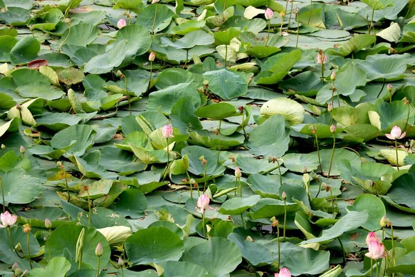 Image Lake Lotus — Stock Photo, Image