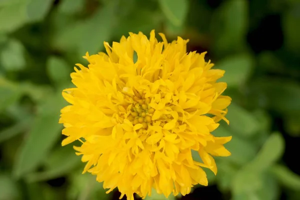 Yellow Marigold Tagetes Була Священною Квіткою Aztecs Розмитим Фоном — стокове фото