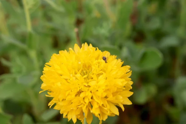 Yellow Marigold Tagetes Sacred Flower Aztecs Blur Background — Stock Photo, Image