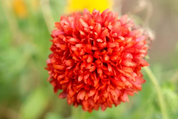 Red Marigold Тагети Була Священною Квіткою Aztecs Розмитим Фоном — стокове фото