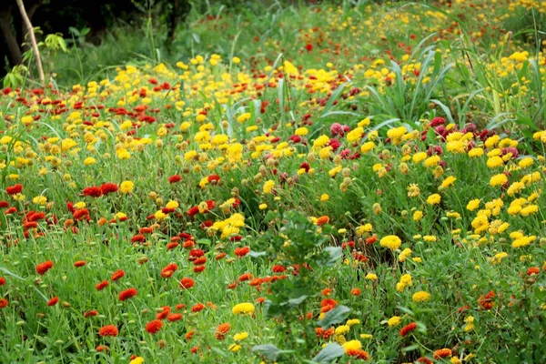 Red Marigold Tagetes Byl Posvátný Květ Pro Aztéky Rozmazaným Pozadím — Stock fotografie
