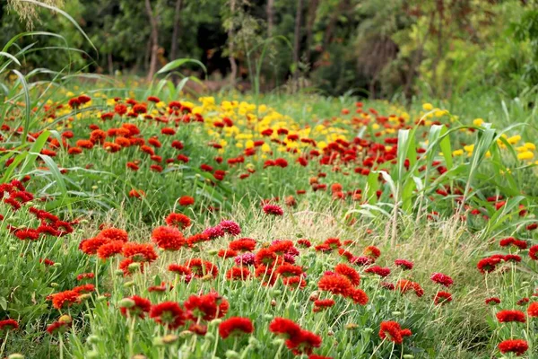 Die Rote Ringelblume Tagetes War Den Azteken Eine Heilige Blume — Stockfoto