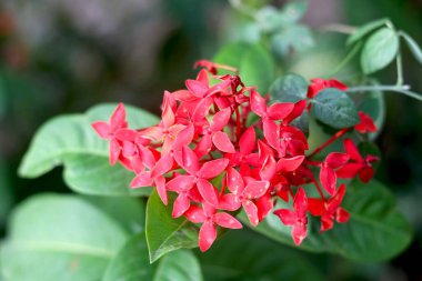 Ixora coccinea (bulanık arkaplanlı orman sardunyası olarak da bilinir.